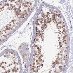 XKR9 Antibody, Novus Biologicals:Antibodies:Primary Antibodies